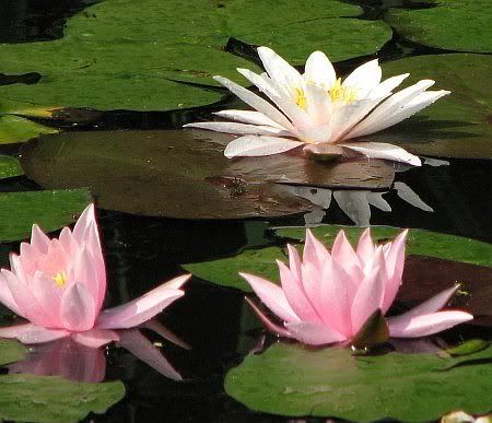 Siegburg Water Lilies