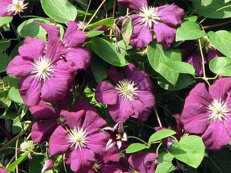 Siegburg Clematis