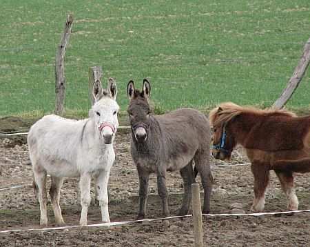 Animals Stieldorfer Mill photo 35-Pferdmulis_Stieldorfer_Muehle_zpse786ed73.jpg