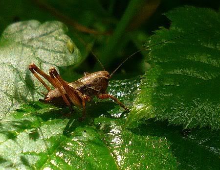 Grasshopper near Dottendorfer Hardt