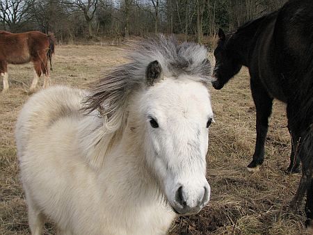 Horse near Niederscheuren photo 55-Pferdchen_NE_Niederscheuren_zps95b80769.jpg