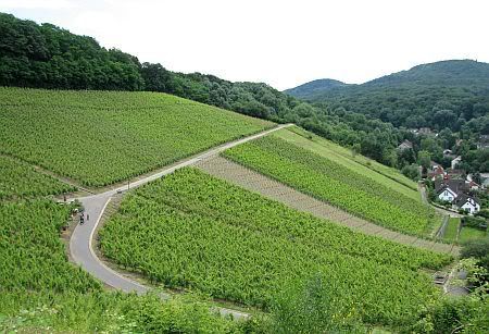 Vineyard at Oberdollendorf