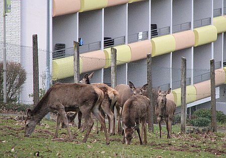 Animals photo 70-Rehwild_Wildpark_Hennef_zpsbcfe8432.jpg