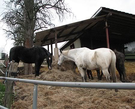 Horses Staderhof