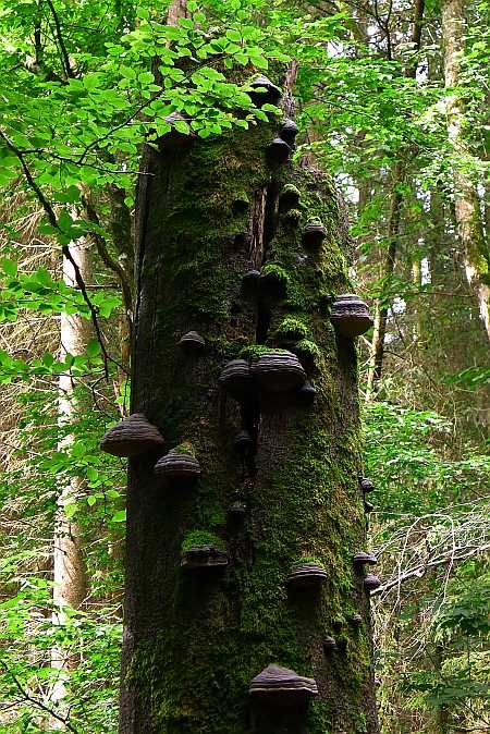 Tree Ruin Lissendorfer Kammerwald photo 18b-Baumruine_Lissendorfer_Kammerwald_zps4a67a3ed.jpg