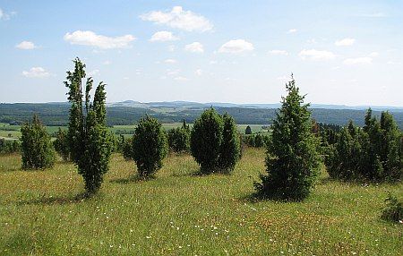 Wacholder Baumberg photo 22-Wacholderheide_Baumberg_zpsf2081c30.jpg