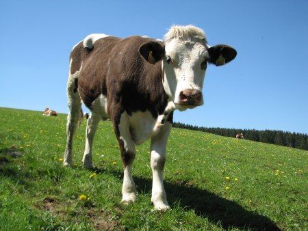 Cattle near Osterdell photo 24-Rind_Simmelbachtal_zpskvddtpri.jpg