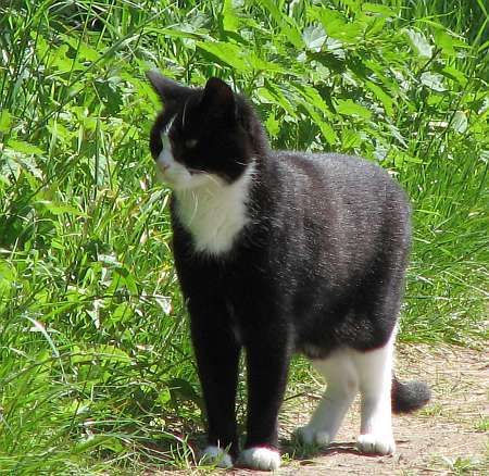 Niederhof Cat