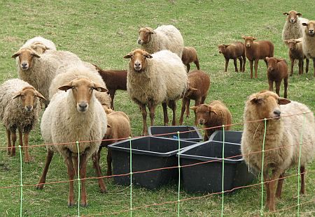 Sheeps near Eichenhof
