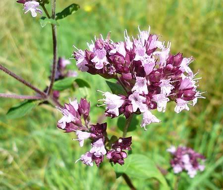 Niederhof Flower