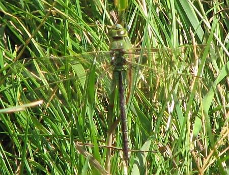 Diepenlinchen Dragonfly