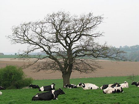 Landscape north of Gressenich