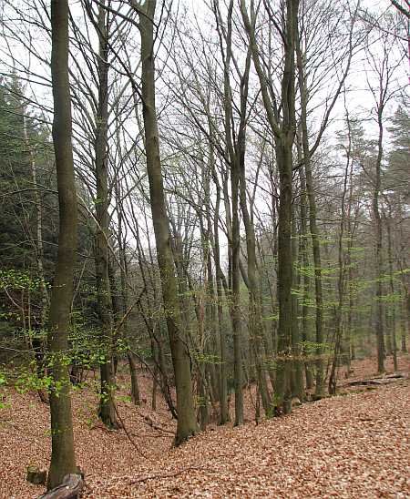 Gressenicher Wald