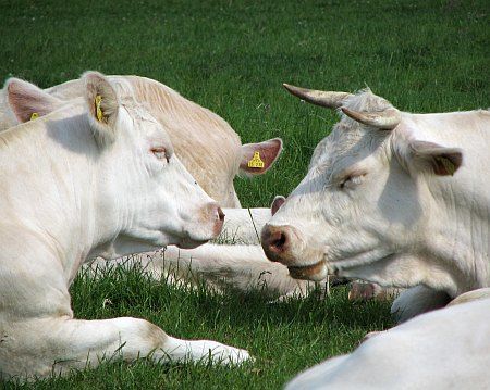 Cattle at Boich