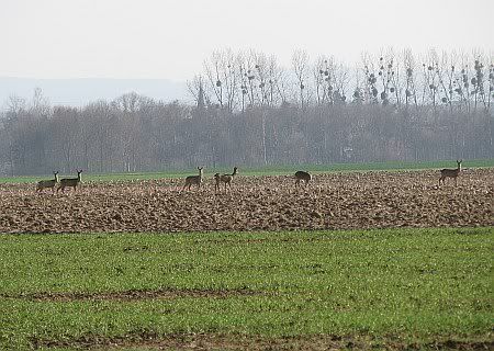 Deers near Dirlau