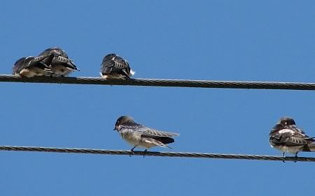 Birds at Distelhausen