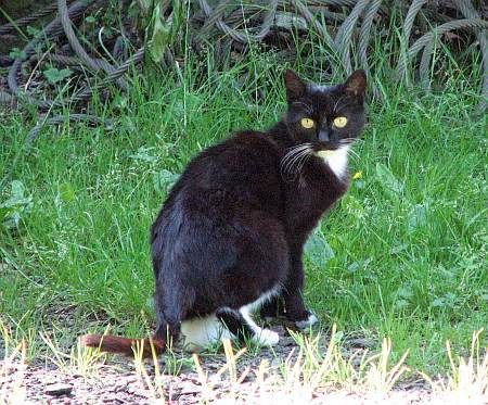 Cat near Distelhausen