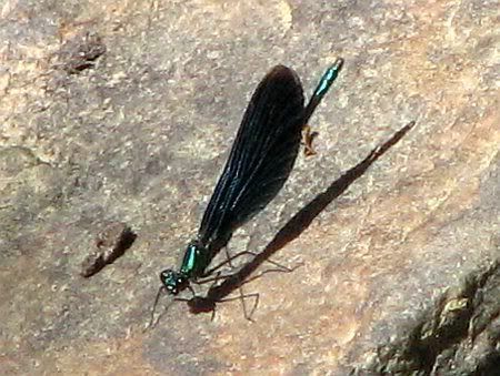 Dragonfly Kasbachtal