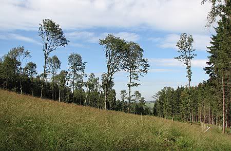 Forest south of Neuenhaehnen