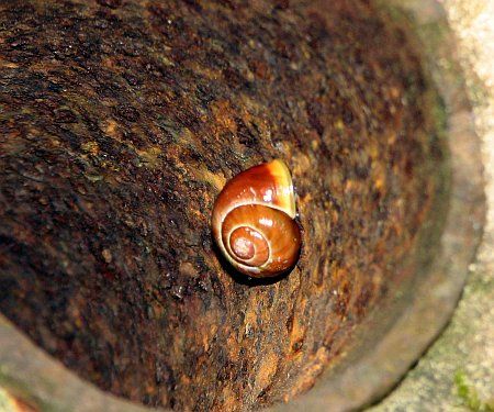 Snail Elisental