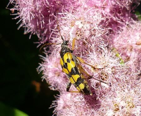 Gefleckter Schmalbock Au