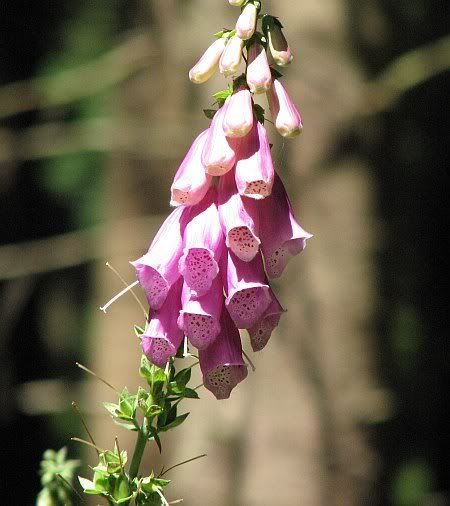 Fingerhut Auer Forest