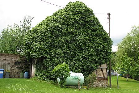 Ruin Wickhausen photo 06-Ruine_Wickhausen_zpsed2e08fe.jpg