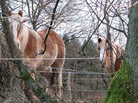 Horses near Herchen