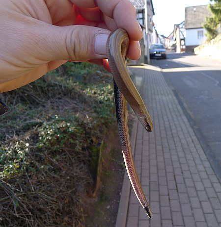 Slowworm Glehn photo 091d-Blindschleiche_Glehn_zpsa469ce45.jpg