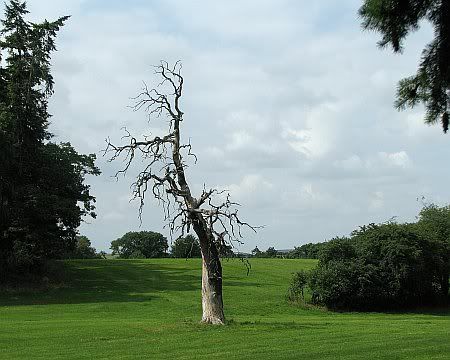 Dead Tree near Eicks