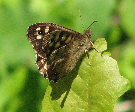 Butterfly Fischbachtal (Oberlauf)