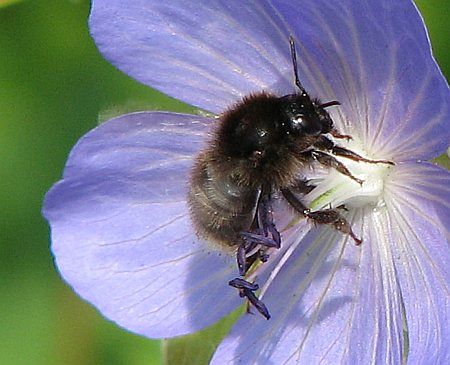 Bumblebee Zuelpich photo 18DT-Hummel_W_Zuelpich_zpsa48aac0f.jpg