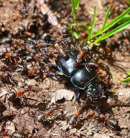 Ants kill Beetle