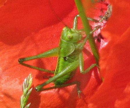 Grasshopper Poppy Neffelbachtal