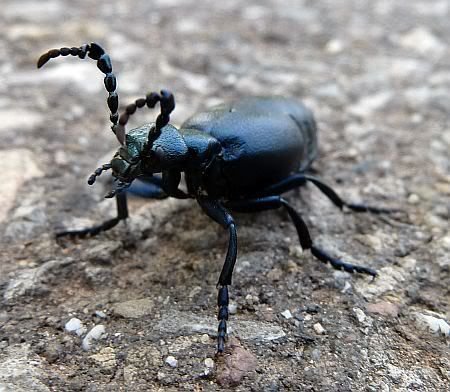 Beetle near Berg