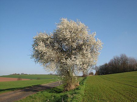 Blooming Tree east of Heimbach photo 45-Bluehender_Baum_E_Heimbach_zps0215ff7a.jpg