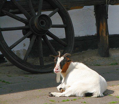 Goat in Vlatten