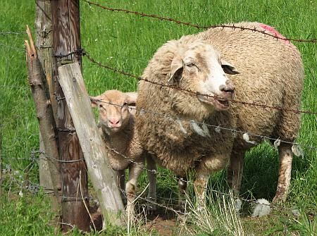 Sheeps at Neffelbach