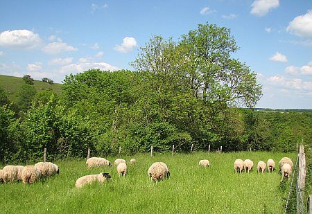 Sheeps photo 61-Schafe_Rotbachtal_zpsa9cf1b92.jpg