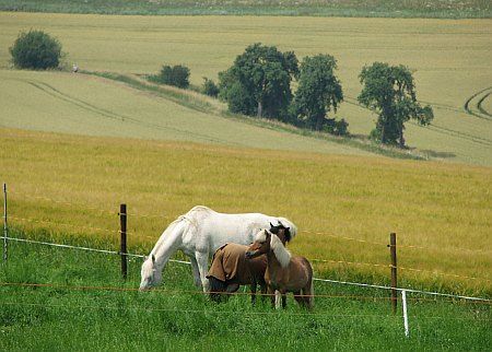 North of Wollersheim photo 77-Pferde_N_Wollersheim_zps42612a20.jpg