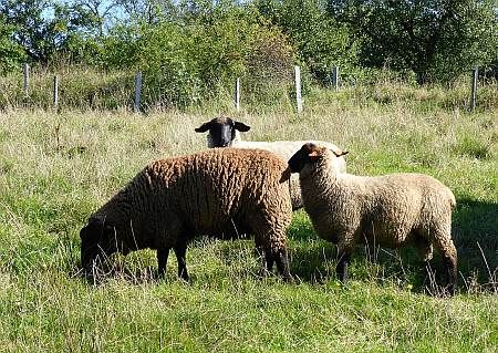 Sheeps Trosky photo 666-Schafe_nahe_Burg_Trosky_zps29f57f94.jpg