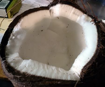 Coconut