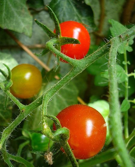 Tomatoes Balcony
