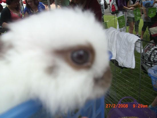 Erina was in LOVE with these rabbits, she wants one for her birthday now LOL!