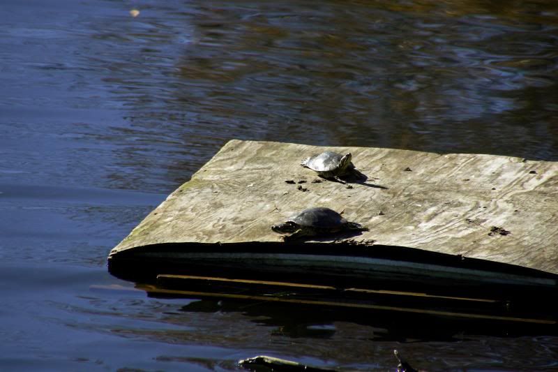 IMAGE: http://i30.photobucket.com/albums/c338/goobiwan/11-3-13-5_zps664ec918.jpg