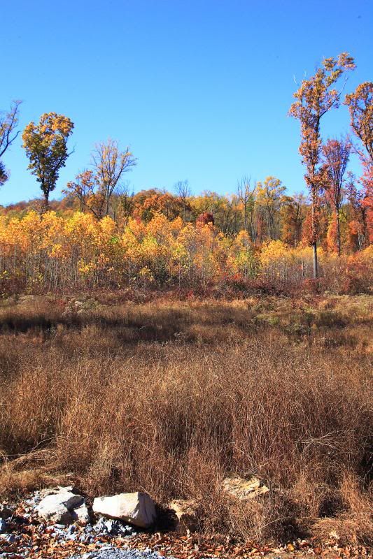 IMAGE: http://i30.photobucket.com/albums/c338/goobiwan/11-3-13-6_zps3e0be691.jpg