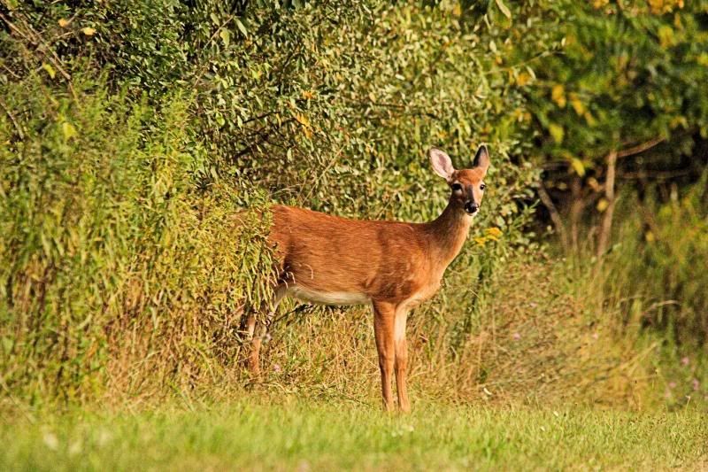 IMAGE: http://i30.photobucket.com/albums/c338/goobiwan/8-25-13-1-1_zps1359feed.jpg