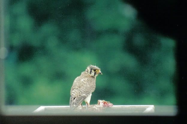 IMAGE: http://i30.photobucket.com/albums/c338/goobiwan/unknownhawk.jpg