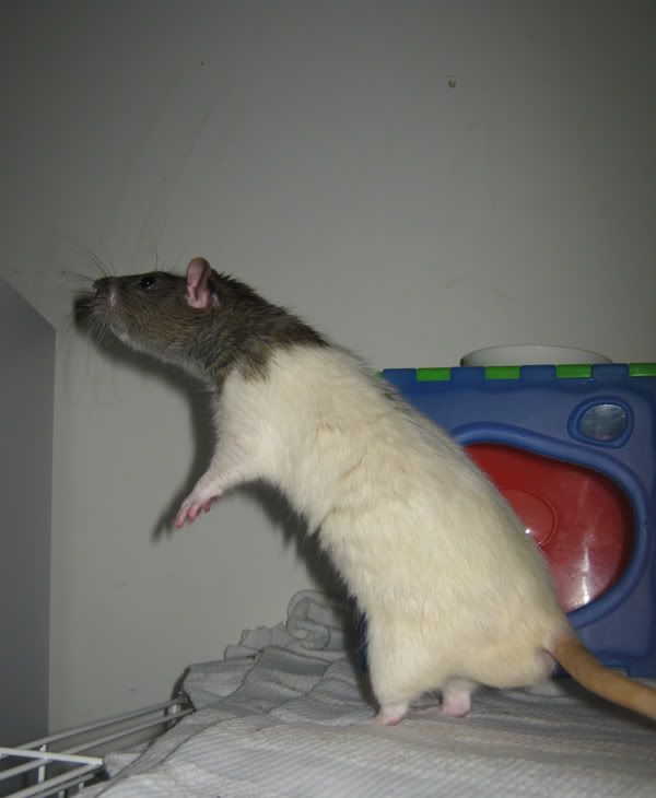 Ears Leap For Lunch Ears Leap For Lunch