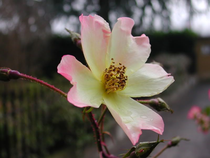 rosa1112.jpg